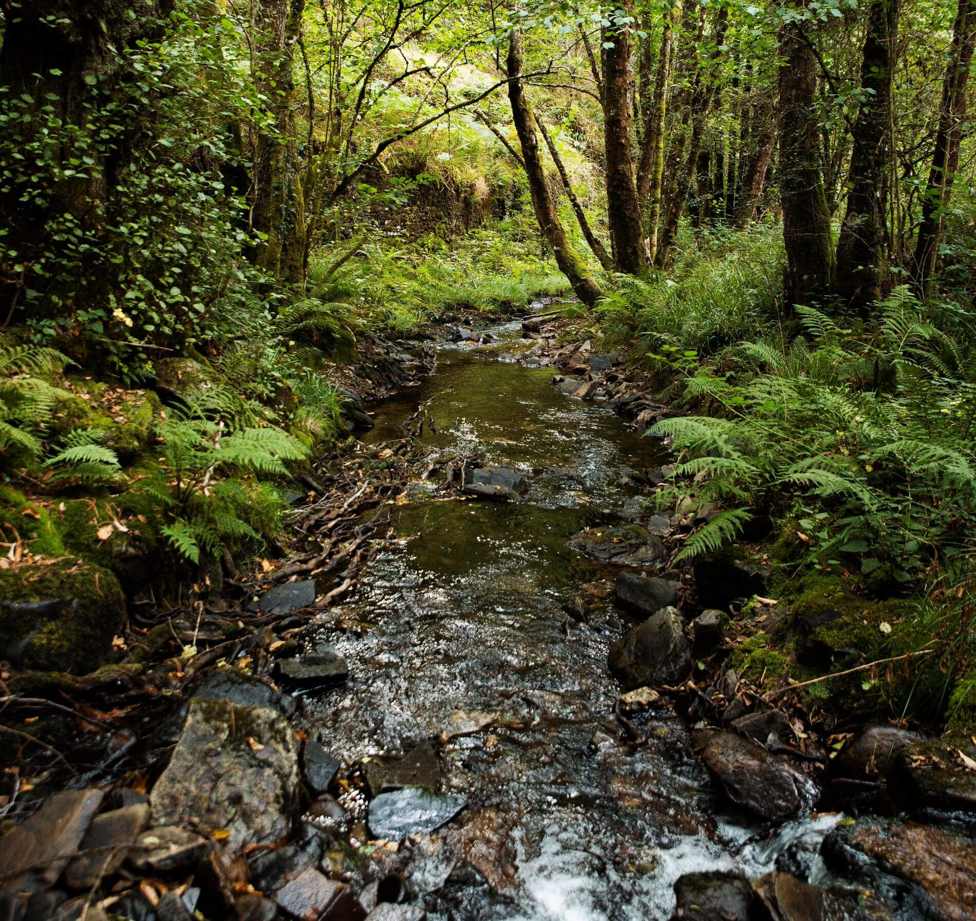 Stream flowing through a forest, illustrating water navigation.
